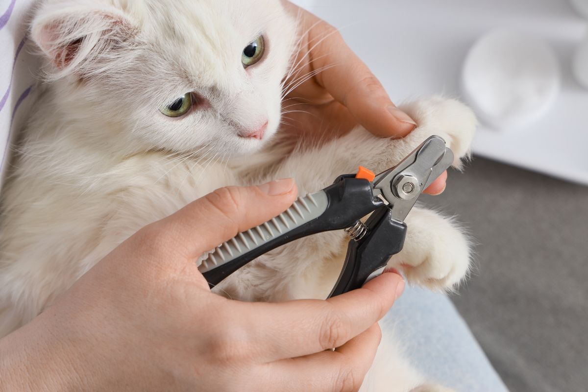 jak-ostrihat-kocce-drapky (4)